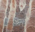 Polished Stromatolite (Jurusania) From Russia - Thick Slab #57687-1